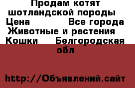 Продам котят шотландской породы › Цена ­ 2 000 - Все города Животные и растения » Кошки   . Белгородская обл.